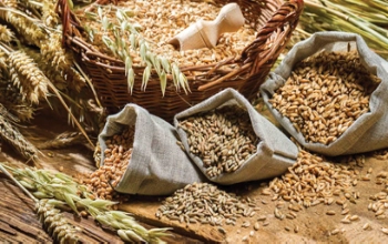 Cereal _ Grain processing Industries